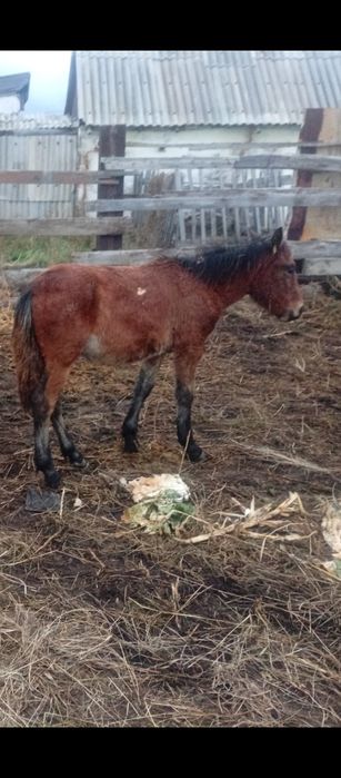 Продам жеребёнка (еркек)