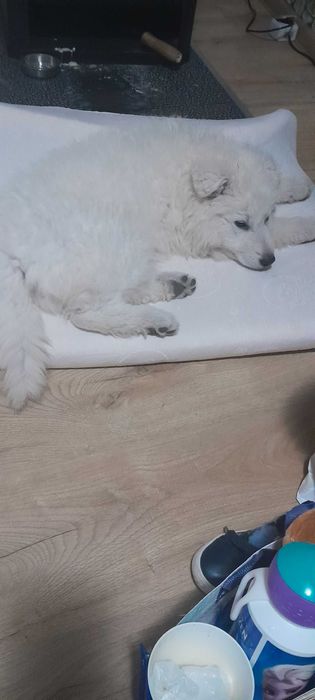 Швейцарска бяла овчарка