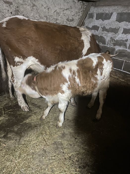 Vând vițel. Sat Șerel. Com Pui