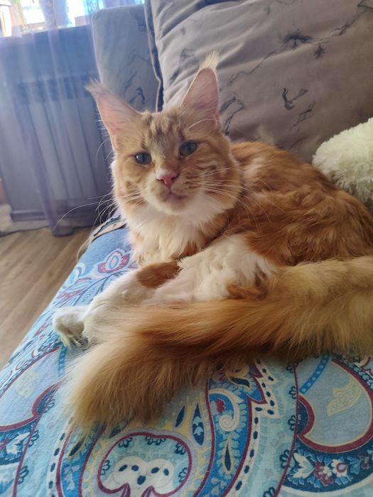 Отдам даром в хорошие руки