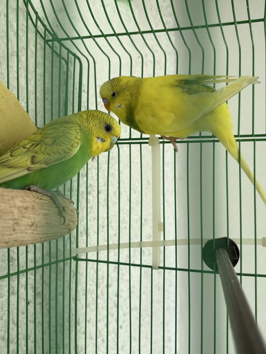 Perus - pereche.