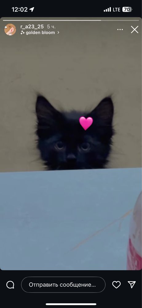 Отдам котёнка в хорошие руки бесплатно