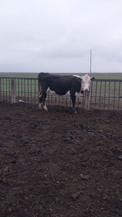 1туған соғымға немесе тірілей сатылады