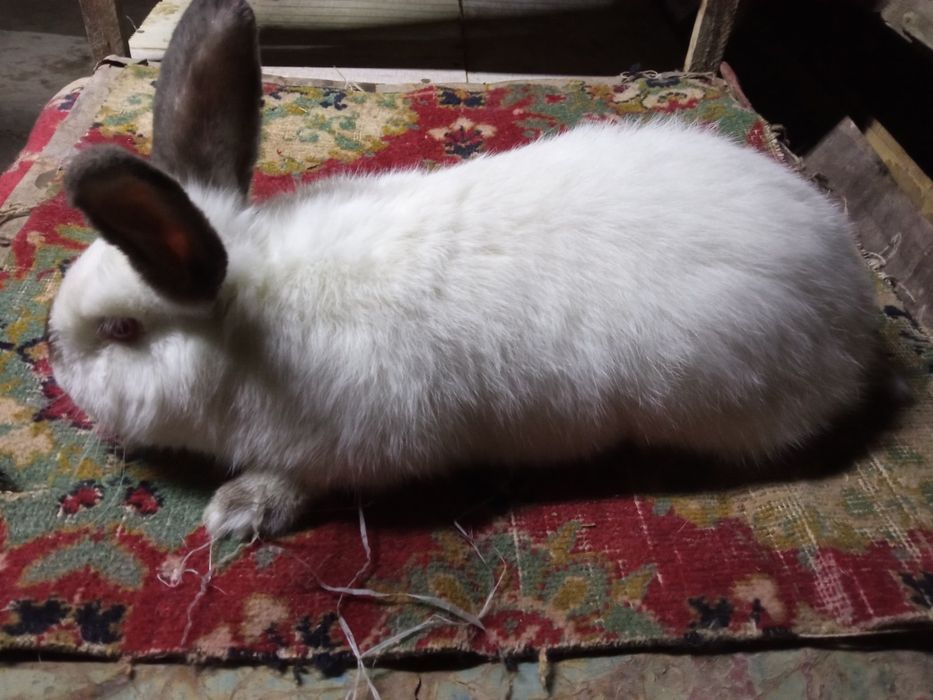 YEVRO kaliforniya sotiladi!!