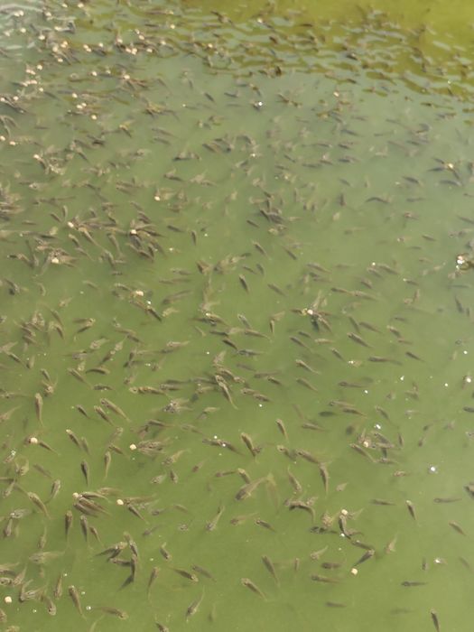 Puiet de crap romanesc, frasinet și oglinda