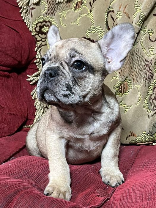 Девочка французского бульдога