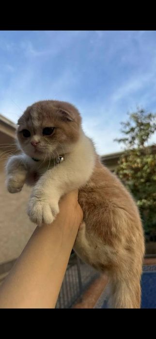 Шотландский вислоухий кот на вязку