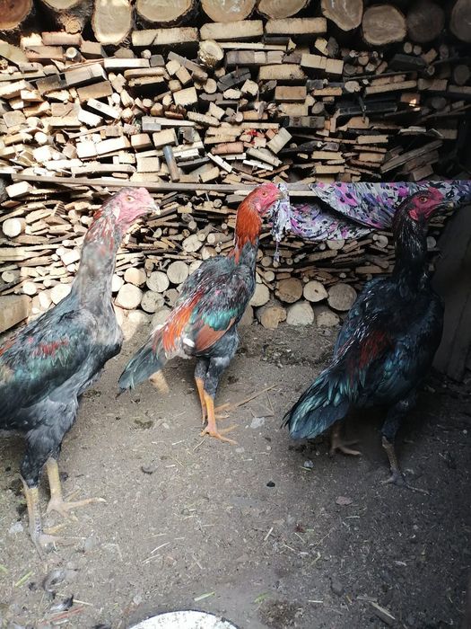 Продам петушков дакан