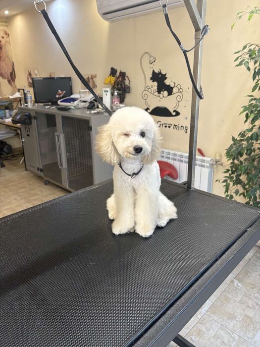 Той Пудел игрив и любвеобилен