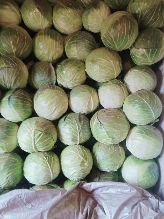 Капуста на засолку