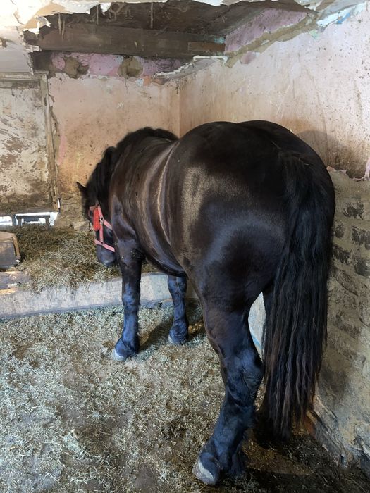 Vand Manz linia miutescu.