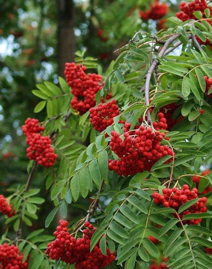 Саженцы ирги,калины,рябины,дуба,облепиха,сирень,вишня и т.д