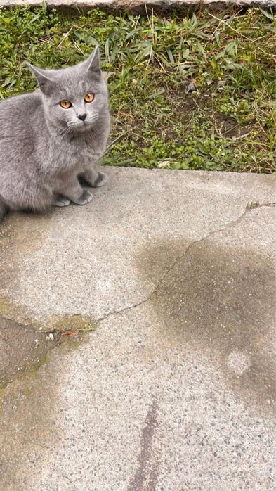 Отдам в хорошие руки