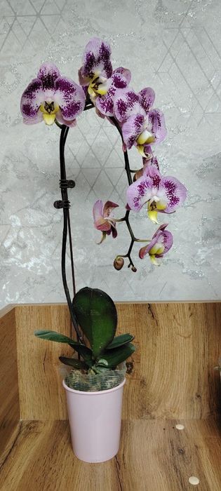 Орхидея.Phalaenopsis Harlequin (Харлекин-гибриды)
170Орхидея.Phalaenop