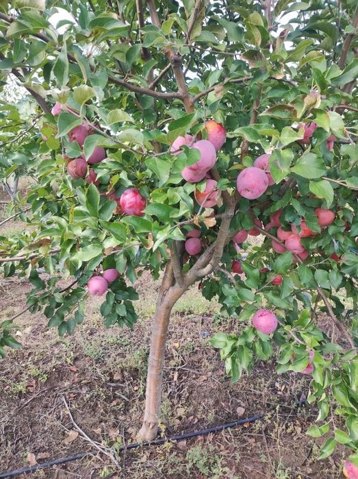 Vând Mere și Pere din plantația proprie