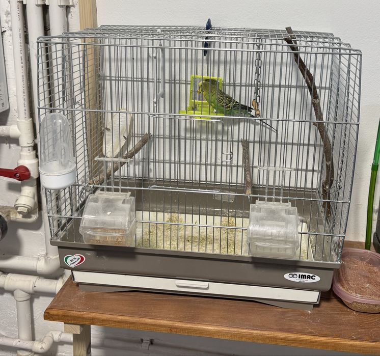 Peruș drăgălaș de vânzare cu colivie și hrană!