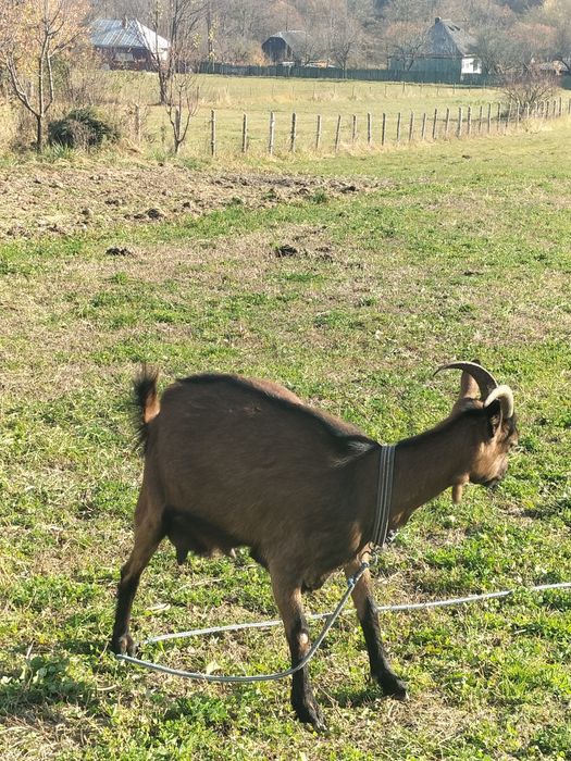 căprițe de vânzare