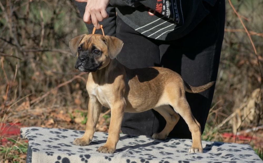 Cane Corso 4 Luni  femelă