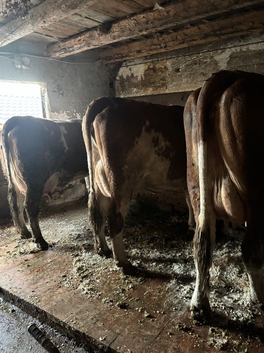 Vand jurinci baltate