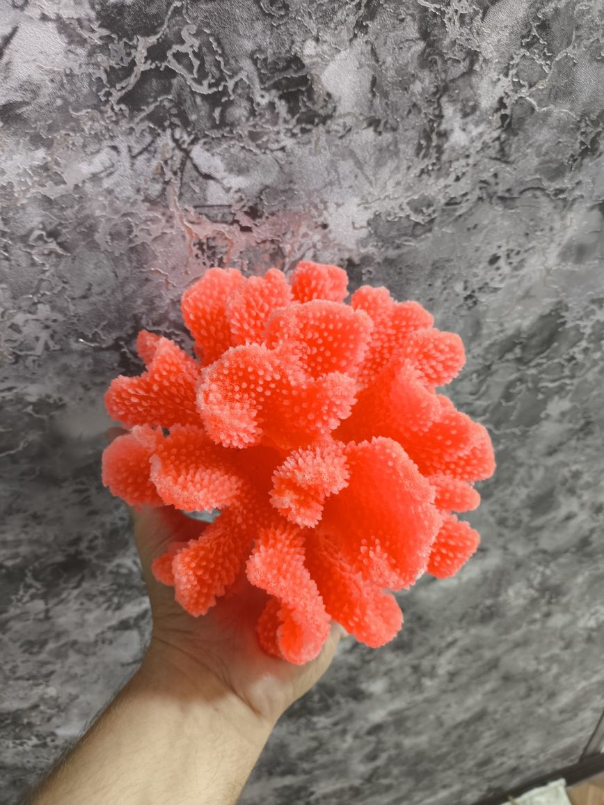 Кораллы для аквариума
