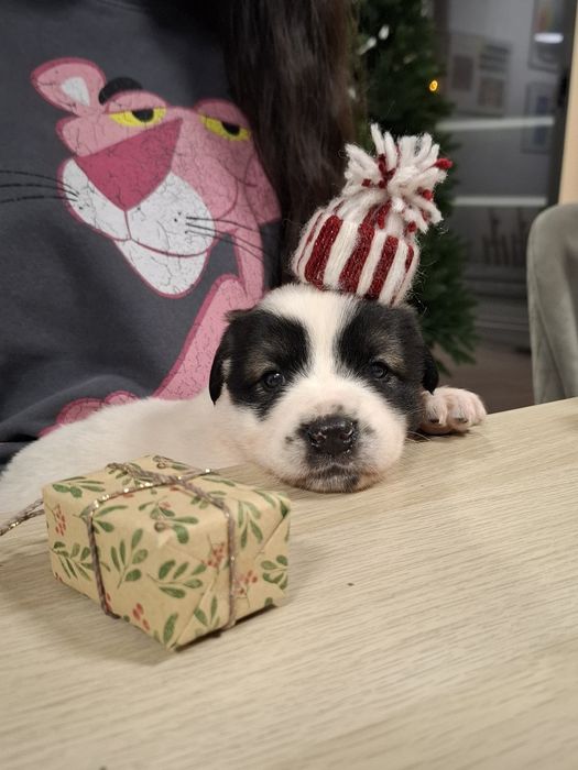 Catelusi puiuti, blanosi, pufosi si jucausi