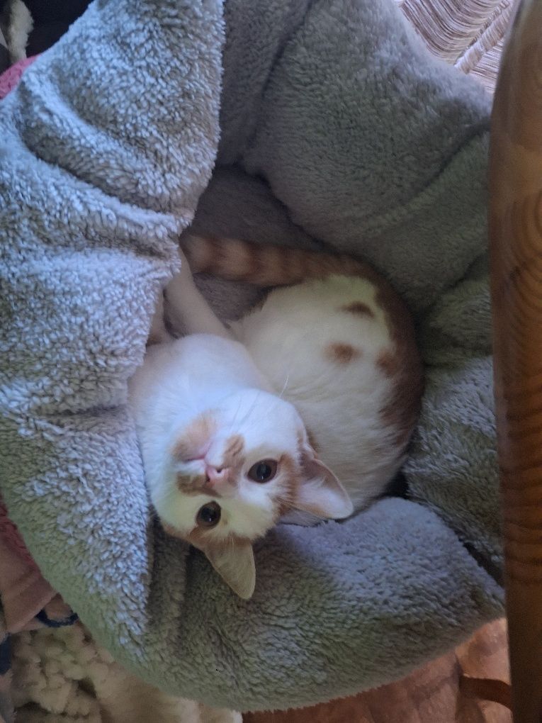 Котка търси любящи стопани
