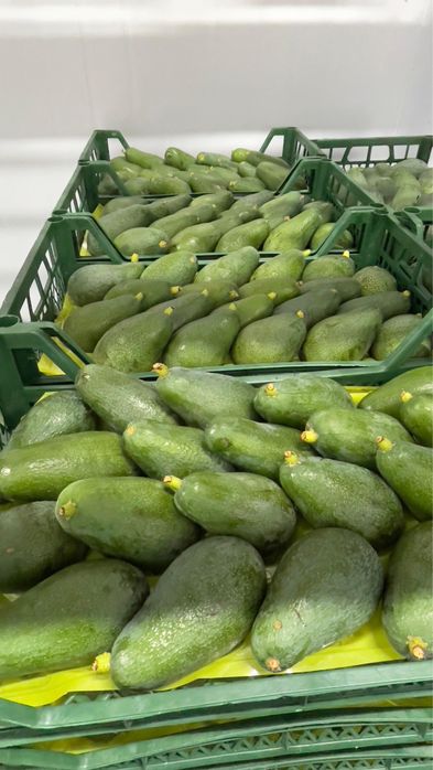 авокадо yangi turk avokadosi