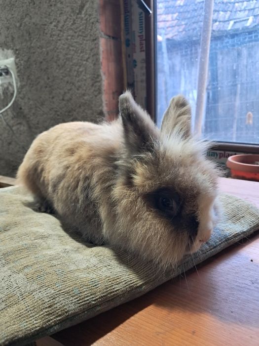 Vand iepure cap de leu