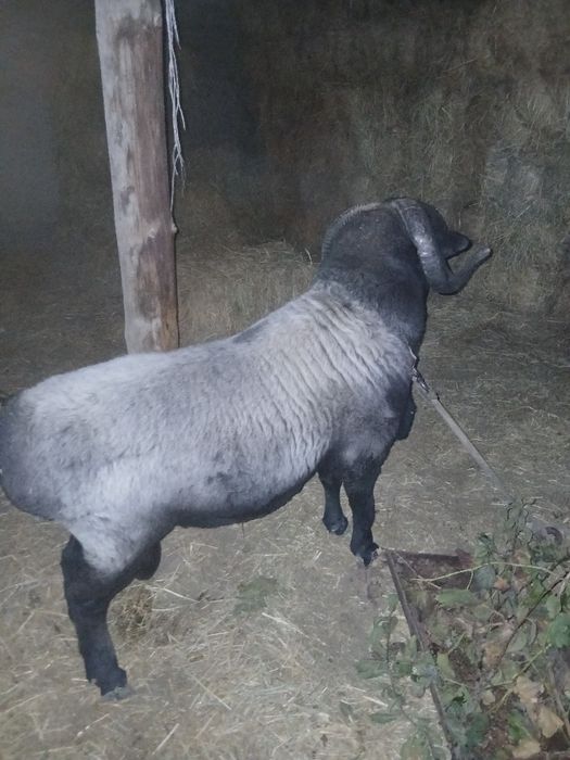 Qochqor sotiladiii