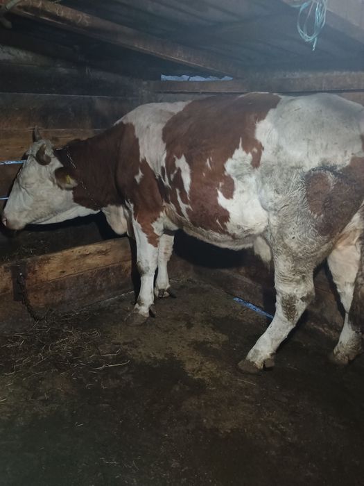 Vând 4 vaci cu lapte, una de 14 ani, una de 8 ani, doua de 7 ani