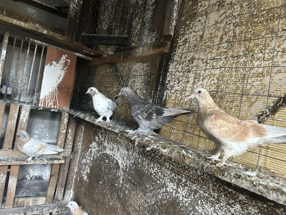 Porumbei takla culori variate