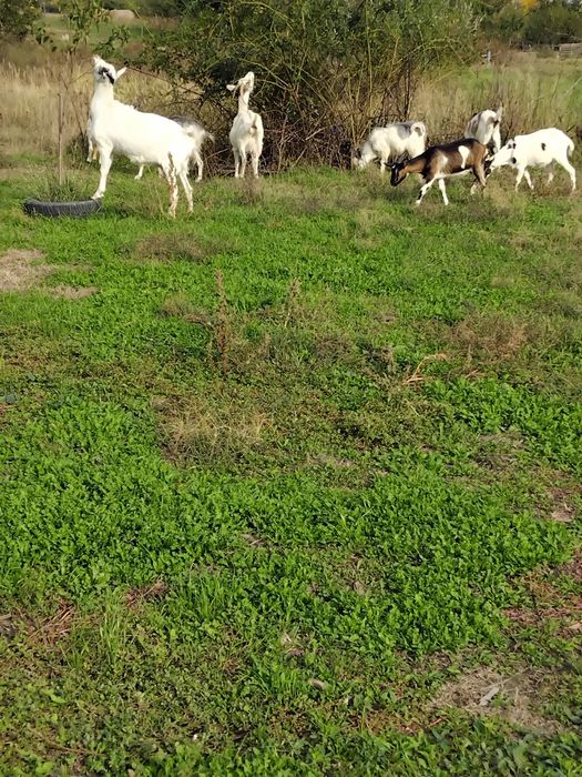 Vând capre gestante