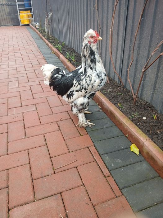 Vand cocoși tineri moțați