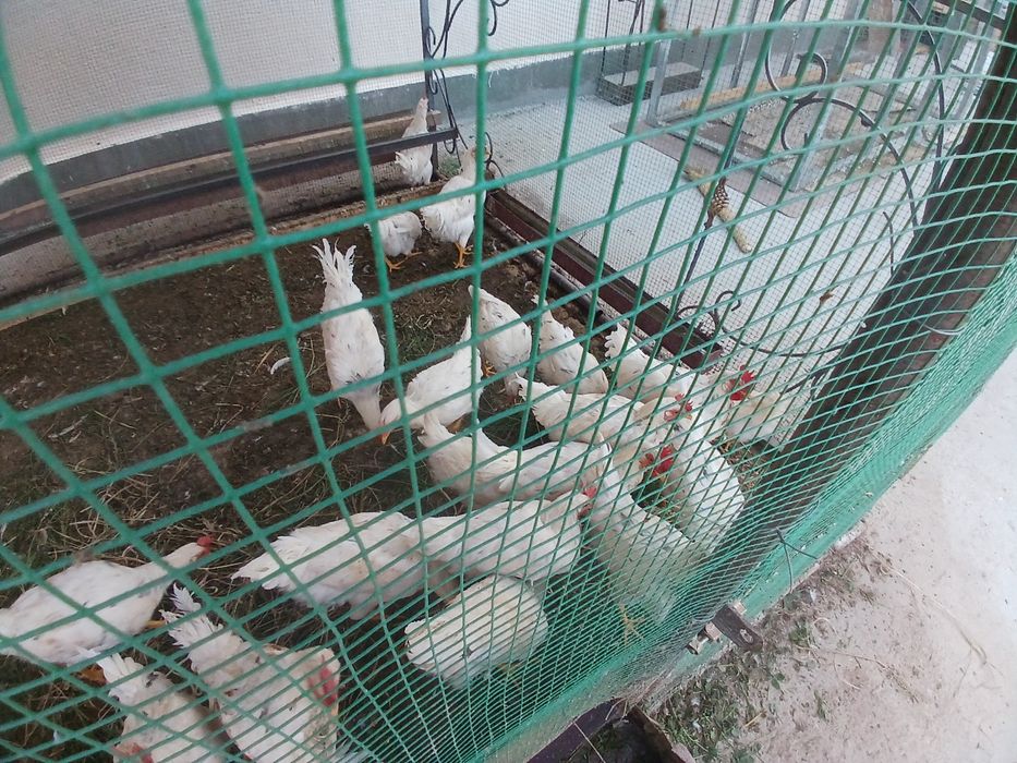 5 oylik jujalar sotiladi