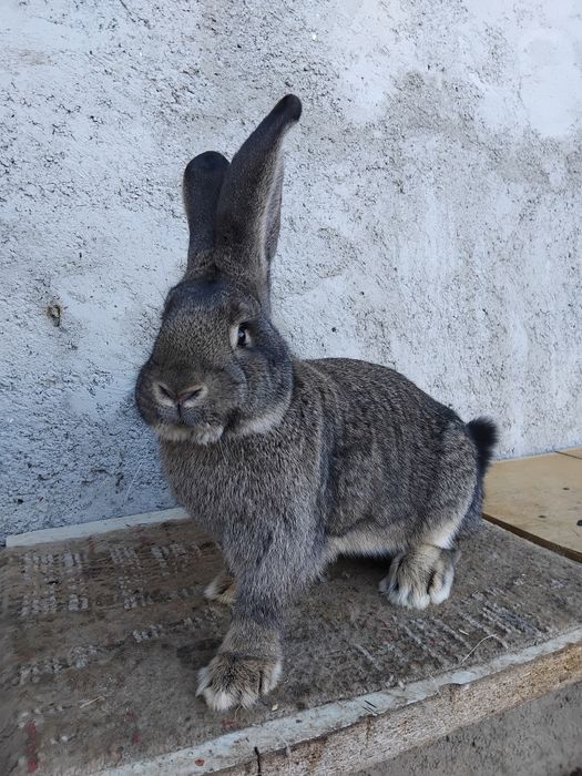 Mascul urias german de vânzare sau la schimb.