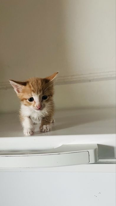 Котенки домашнык