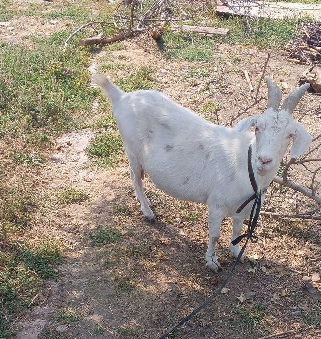 Продам дойную козу