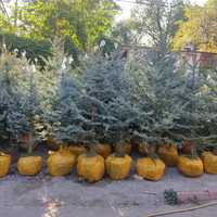 Голубые елки в Алматы оптом и в розницу, купить саженцы хвойных