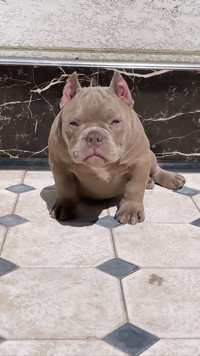 Малыши Премиум Класса!