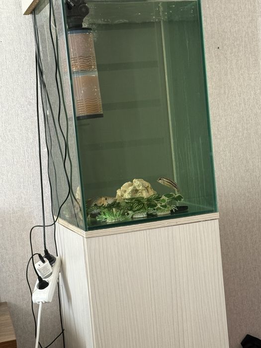 Akvarum baligi bilan