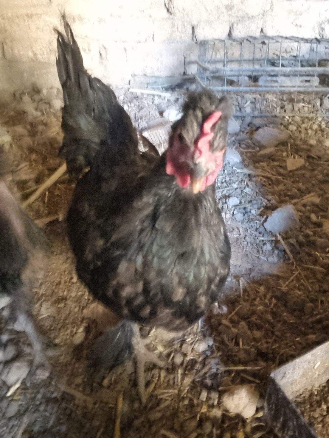 Yapon tovuq xoʻroz sotiladi