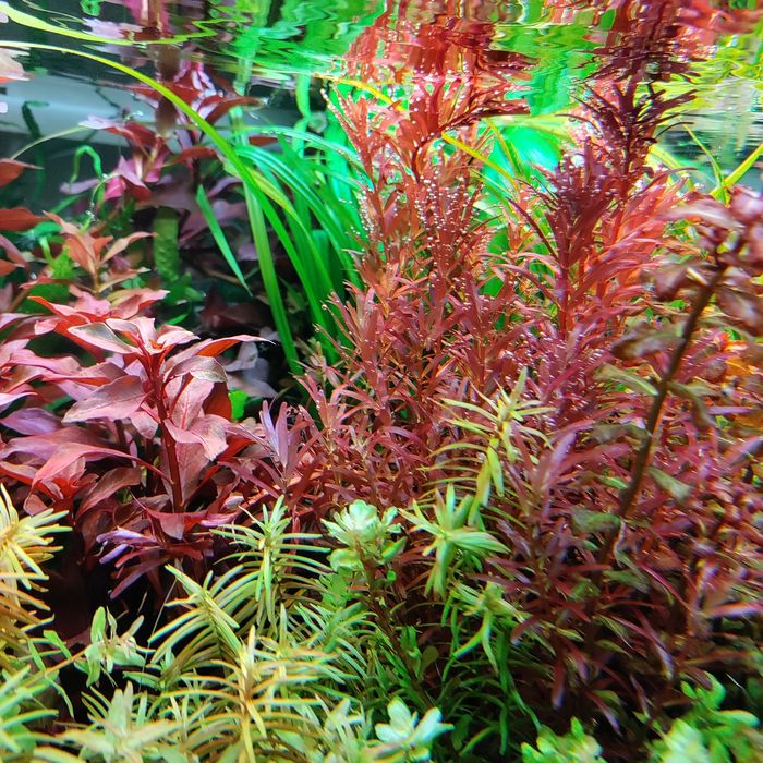 Pachet plante acvariu specii la alegere