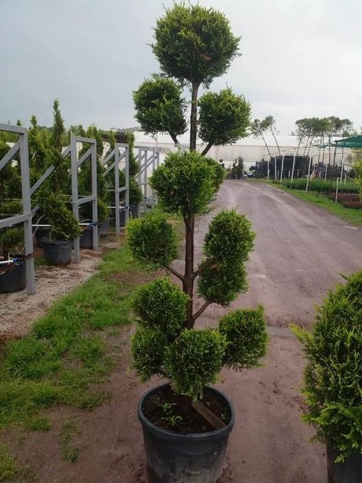 Plante ornamentale Tuia leylandii