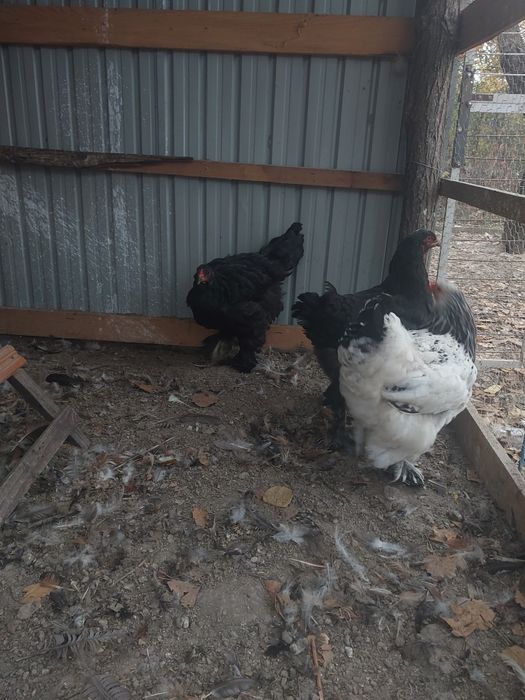 Vând cocoşi tineri  Brahman