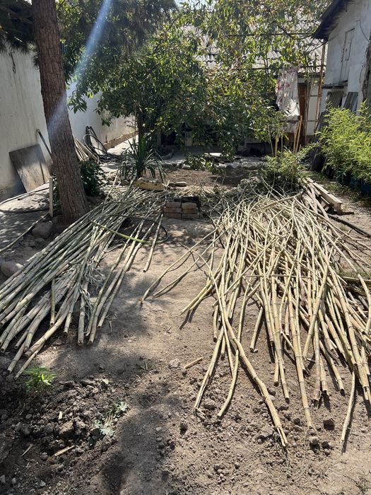 Бамбук камышовый