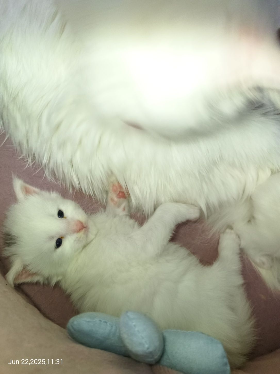 Мейн Куун котета