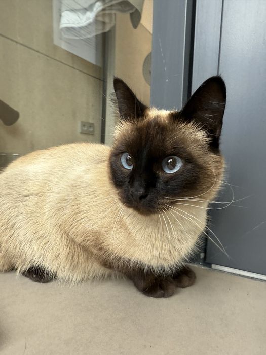 Отдам кошку сиамскую. Стерилизована