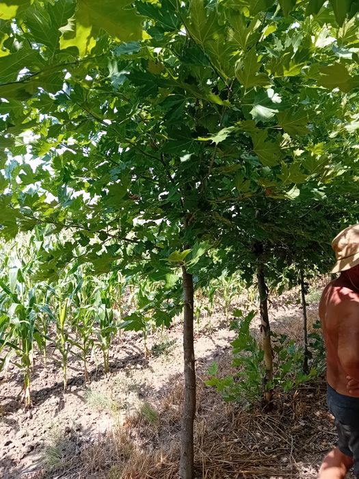 Vând mesteacăn pepinieră