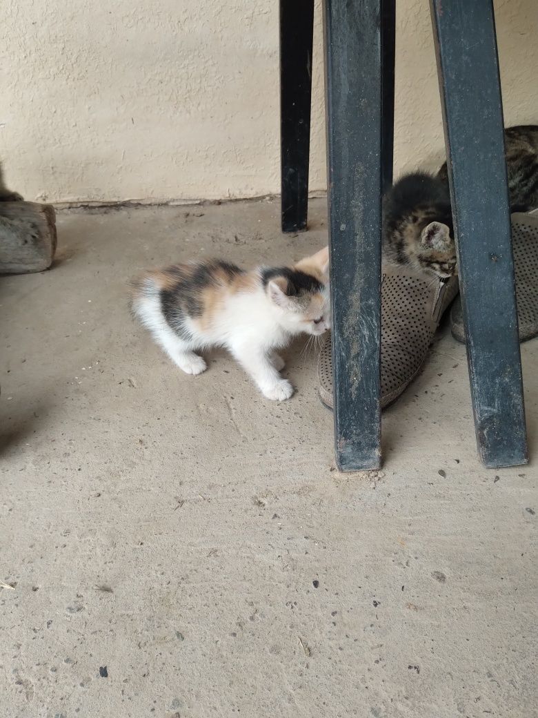 Отдам котят в хорошие руки домашние