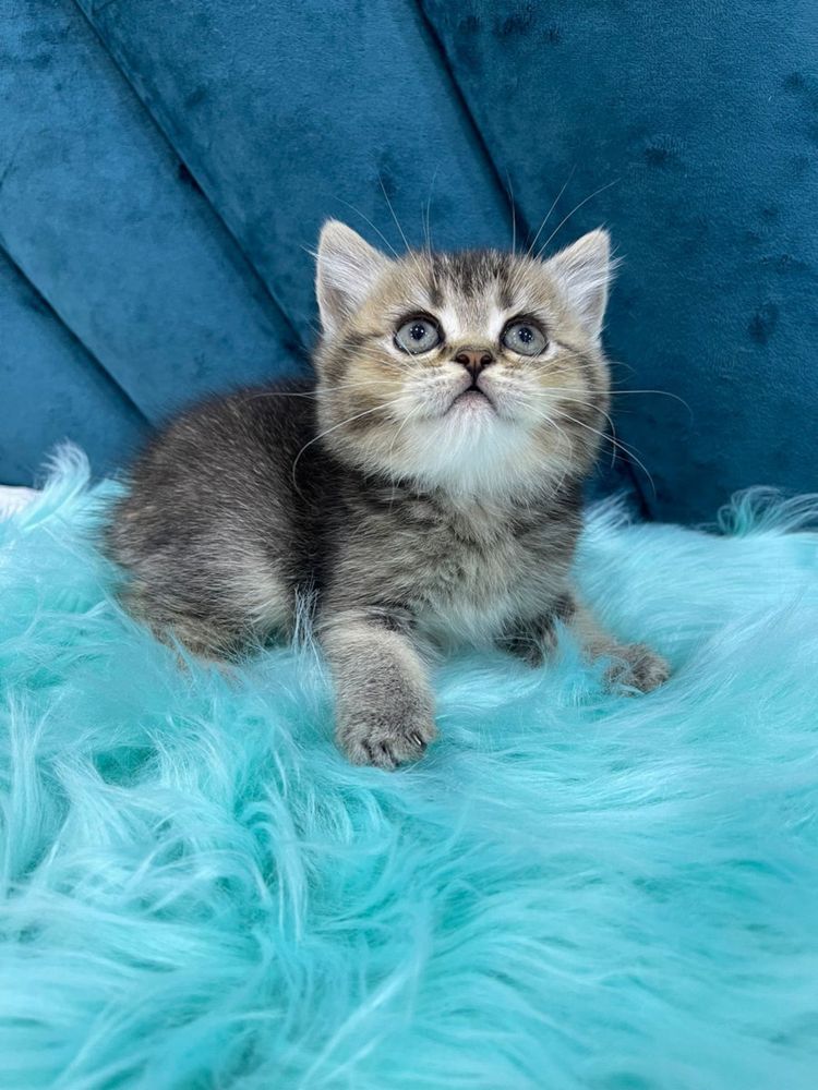 American shorthair puiuti